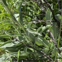 Craspedia maxgrayi at Kosciuszko National Park, NSW - 21 Jan 2022