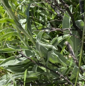 Craspedia maxgrayi at Kosciuszko National Park, NSW - 21 Jan 2022