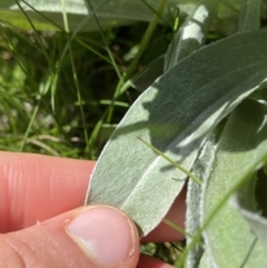 Craspedia maxgrayi at Kosciuszko National Park, NSW - 21 Jan 2022