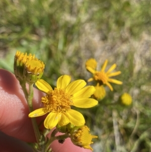 Senecio pinnatifolius var. alpinus at Kosciuszko National Park, NSW - 21 Jan 2022