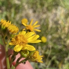 Senecio pinnatifolius var. alpinus at Kosciuszko National Park, NSW - 21 Jan 2022