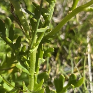 Senecio pinnatifolius var. alpinus at Kosciuszko National Park, NSW - 21 Jan 2022