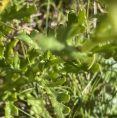 Senecio pinnatifolius var. alpinus at Kosciuszko National Park, NSW - 21 Jan 2022