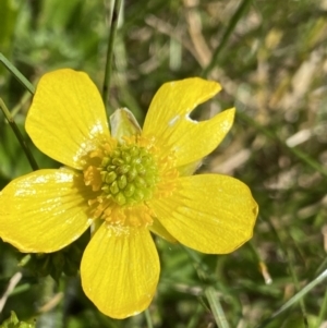 Ranunculus graniticola at Kosciuszko National Park, NSW - 21 Jan 2022