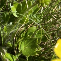 Ranunculus graniticola at Kosciuszko National Park, NSW - 21 Jan 2022