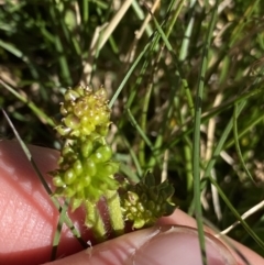 Ranunculus graniticola at Kosciuszko National Park, NSW - 21 Jan 2022