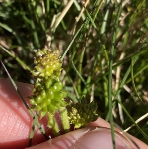 Ranunculus graniticola at Kosciuszko National Park, NSW - 21 Jan 2022