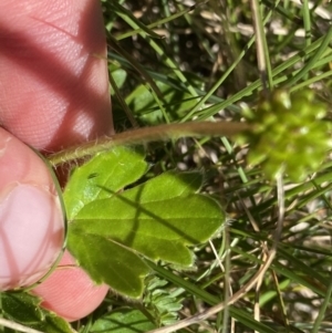 Ranunculus graniticola at Kosciuszko National Park, NSW - 21 Jan 2022