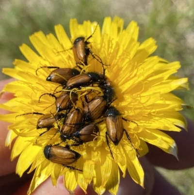 Phyllotocus rufipennis (Nectar scarab) at Kosciuszko National Park, NSW - 21 Jan 2022 by NedJohnston