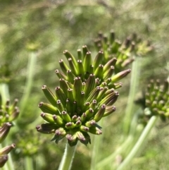 Oreomyrrhis eriopoda (Australian Carraway) at Kosciuszko National Park, NSW - 21 Jan 2022 by NedJohnston