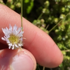 Pappochroma nitidum (Sticky Fleabane) at Kosciuszko National Park, NSW - 21 Jan 2022 by NedJohnston
