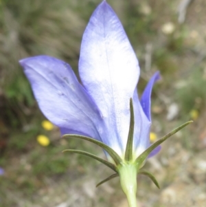 Wahlenbergia luteola at Cotter River, ACT - 20 Jan 2022 01:39 PM