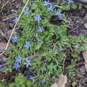 Lobelia pedunculata at Cotter River, ACT - 27 Jan 2022 11:03 AM