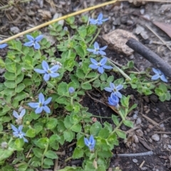 Lobelia pedunculata at Cotter River, ACT - 27 Jan 2022