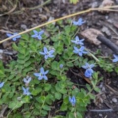 Lobelia pedunculata at Cotter River, ACT - 27 Jan 2022