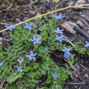 Lobelia pedunculata at Cotter River, ACT - 27 Jan 2022 11:03 AM