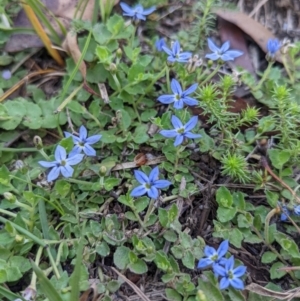 Lobelia pedunculata at Cotter River, ACT - 27 Jan 2022