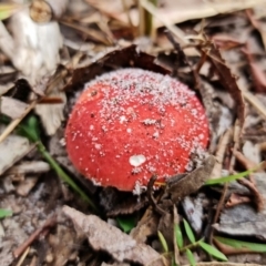 zz agaric (stem; gills white/cream) at Jervis Bay, JBT - 25 Jan 2022 by RobG1