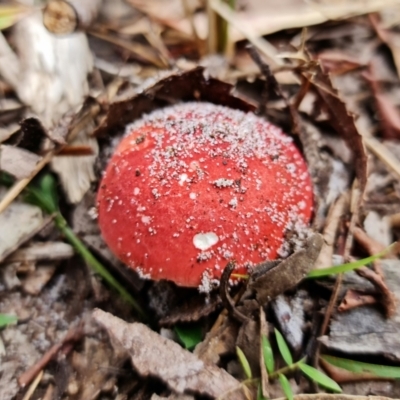 zz agaric (stem; gills white/cream) at Jervis Bay, JBT - 25 Jan 2022 by RobG1