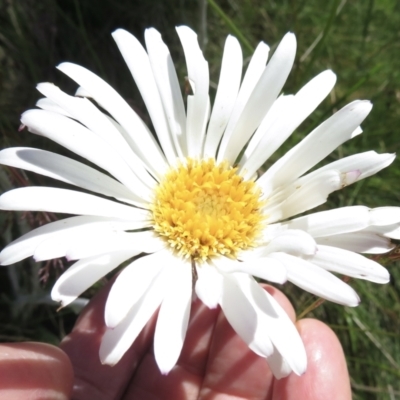 Celmisia tomentella (Common Snow Daisy) at Cotter River, ACT - 20 Jan 2022 by RobParnell