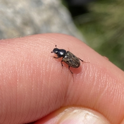 Podotenus sp. (genus) (A scarab beetle) at Kosciuszko, NSW - 21 Jan 2022 by Ned_Johnston