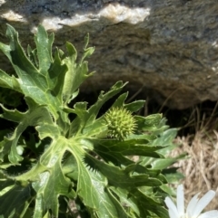 Ranunculus anemoneus (Anemone Buttercup) at Kosciuszko, NSW - 21 Jan 2022 by Ned_Johnston