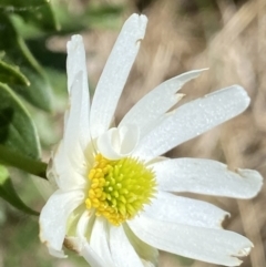 Ranunculus anemoneus at Kosciuszko, NSW - 21 Jan 2022 12:38 PM