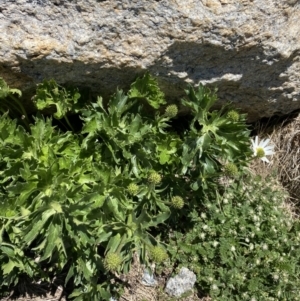 Ranunculus anemoneus at Kosciuszko, NSW - 21 Jan 2022 12:38 PM