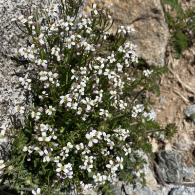 Cardamine robusta at Kosciuszko, NSW - 21 Jan 2022 by Ned_Johnston