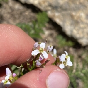 Cardamine robusta at Kosciuszko, NSW - 21 Jan 2022