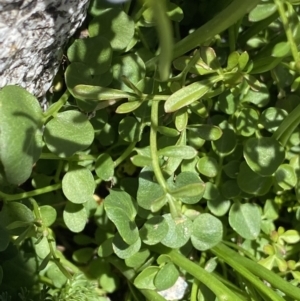 Cardamine robusta at Kosciuszko, NSW - 21 Jan 2022