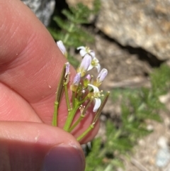 Cardamine robusta at Kosciuszko, NSW - 21 Jan 2022