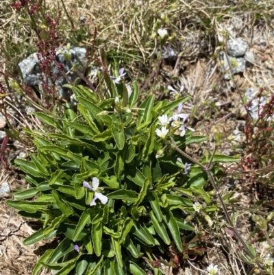 Viola betonicifolia (Mountain Violet) at Kosciuszko, NSW - 21 Jan 2022 by NedJohnston