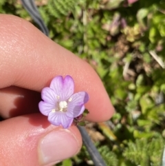 Epilobium gunnianum (Gunn's Willow-herb) at Kosciuszko, NSW - 21 Jan 2022 by Ned_Johnston