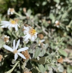 Olearia phlogopappa subsp. flavescens (Dusty Daisy Bush) at Kosciuszko, NSW - 21 Jan 2022 by NedJohnston