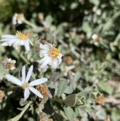 Olearia phlogopappa subsp. flavescens (Dusty Daisy Bush) at Kosciuszko, NSW - 21 Jan 2022 by Ned_Johnston