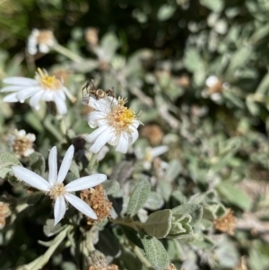 Olearia phlogopappa subsp. flavescens at Kosciuszko, NSW - 21 Jan 2022