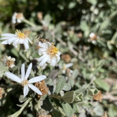 Olearia phlogopappa subsp. flavescens (Dusty Daisy Bush) at Kosciuszko, NSW - 21 Jan 2022 by NedJohnston