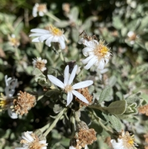 Olearia phlogopappa subsp. flavescens at Kosciuszko, NSW - 21 Jan 2022