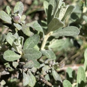 Olearia phlogopappa subsp. flavescens at Kosciuszko, NSW - 21 Jan 2022