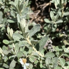 Olearia phlogopappa subsp. flavescens at Kosciuszko, NSW - 21 Jan 2022