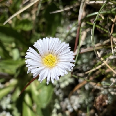 Pappochroma nitidum (Sticky Fleabane) at Kosciuszko National Park, NSW - 21 Jan 2022 by NedJohnston