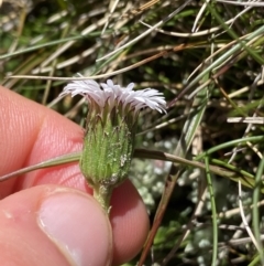 Pappochroma nitidum at Kosciuszko National Park, NSW - 21 Jan 2022 12:00 PM