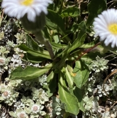 Pappochroma nitidum at Kosciuszko National Park, NSW - 21 Jan 2022 12:00 PM