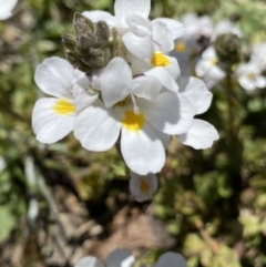 Euphrasia collina subsp. glacialis (Snow Eyebright) at Kosciuszko National Park, NSW - 21 Jan 2022 by NedJohnston