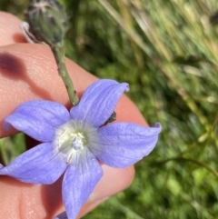 Wahlenbergia ceracea (Waxy Bluebell) at Kosciuszko National Park, NSW - 21 Jan 2022 by Ned_Johnston