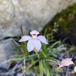 Caladenia alpina at Kosciuszko National Park, NSW - suppressed