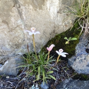 Caladenia alpina at Kosciuszko National Park, NSW - 21 Jan 2022