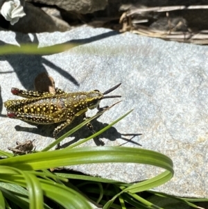 Monistria concinna at Kosciuszko National Park, NSW - 21 Jan 2022