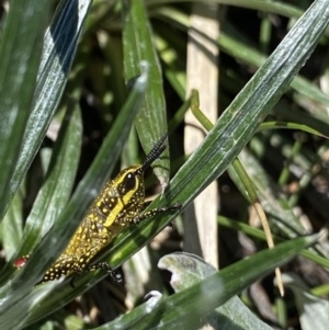 Monistria concinna at Kosciuszko National Park, NSW - 21 Jan 2022